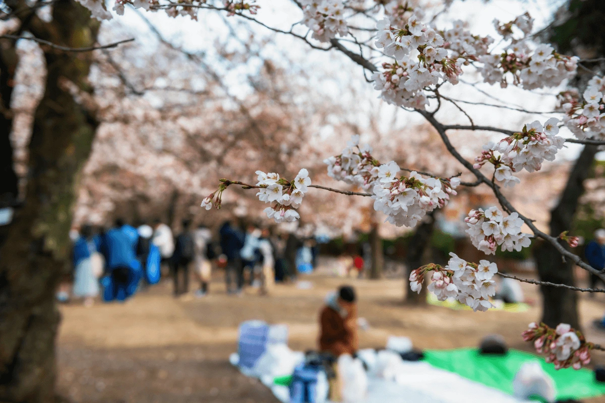 Sakura Picnic