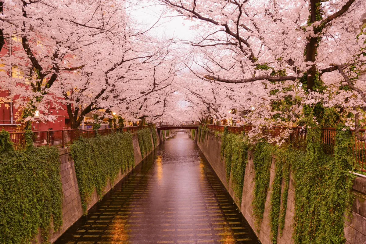 A Guide to Visiting Japan During the Cherry Blossom Season