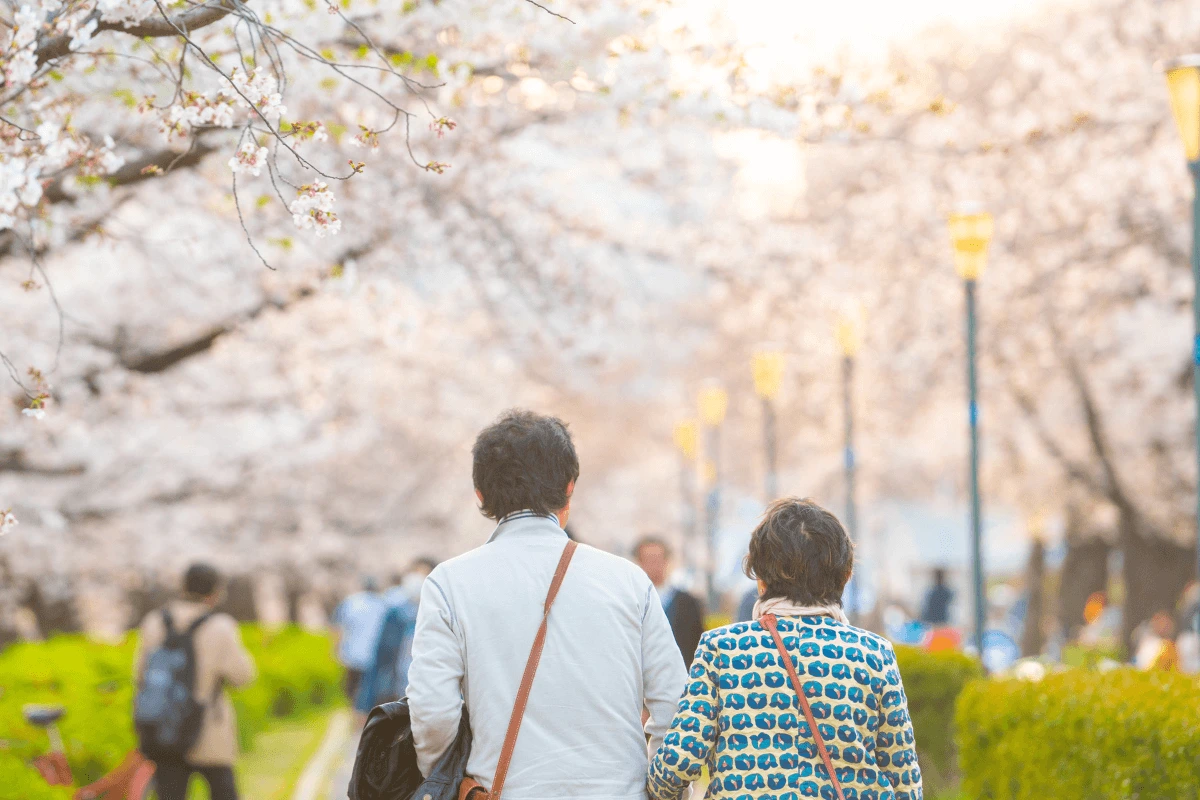 Cherry Blossoms