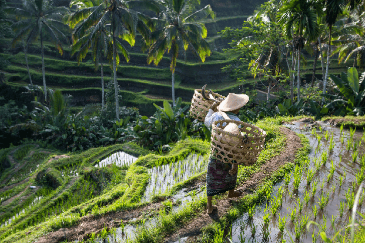 Rice Padi Fields